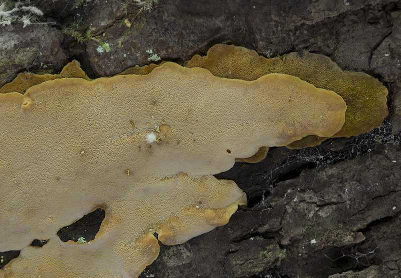 Rigidoporus crocatus